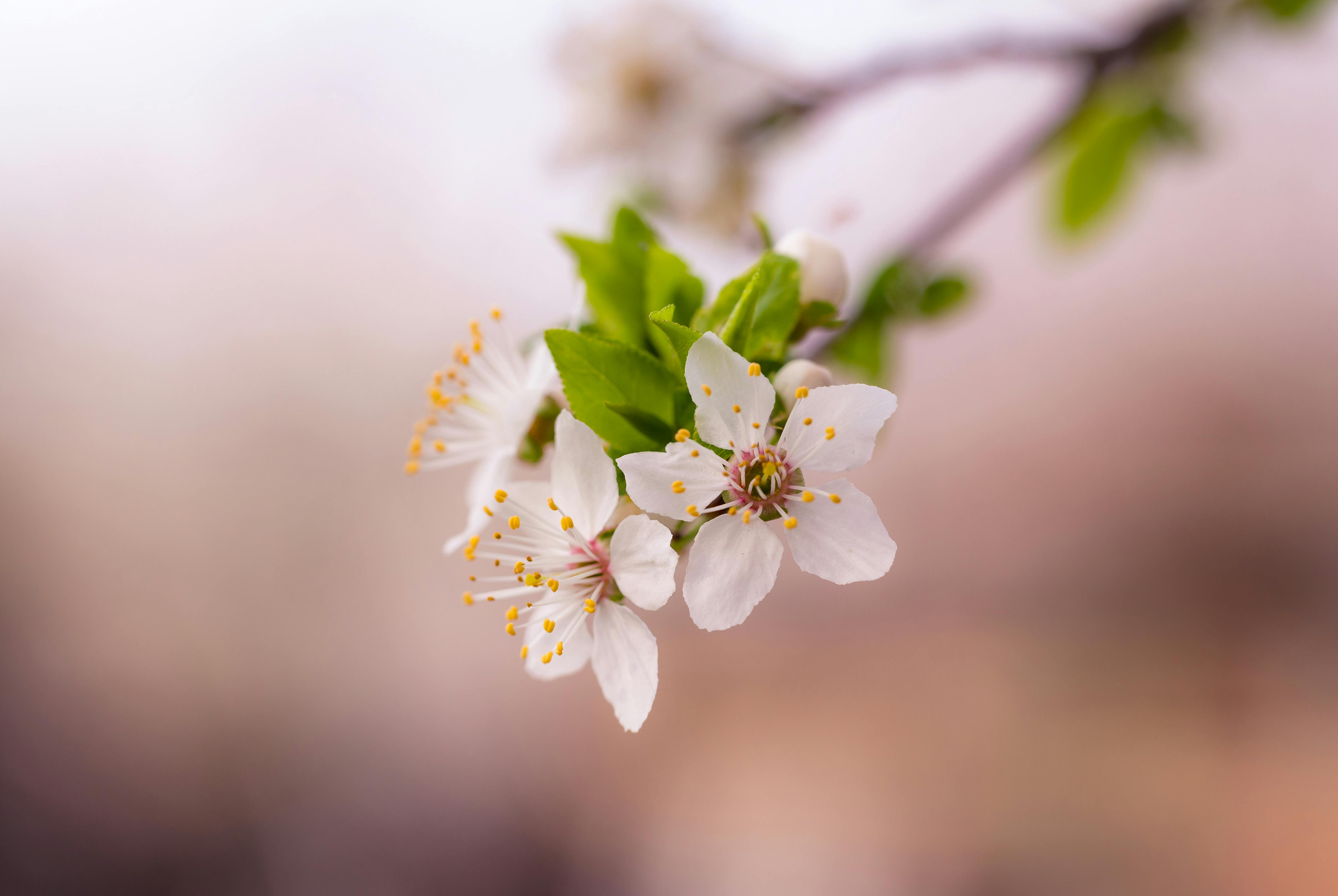 A Blomming Flower